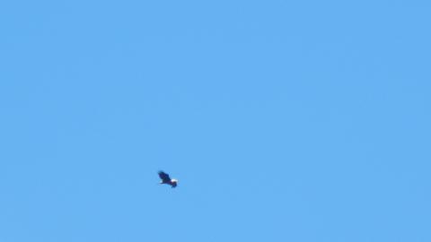 bald eagle flying in sky.