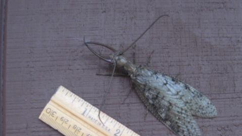 large insect beside a wooden ruler showing the bug to be approximately 4 inches long.