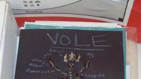 reassembled vole skeleton on black paper with missing bones drawn in. Index cards of owl pellet suggestions for youth.