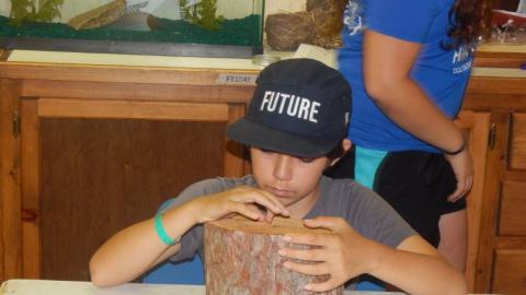 Youth examines the rings on a tree stump. 